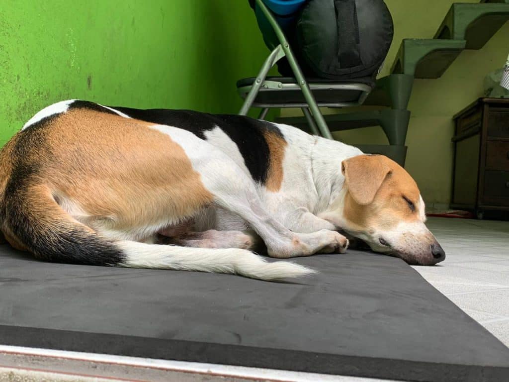 Cachorro Thor usa o colchonete de exercício de Verônica para tirar uma soneca (Arquivo Pessoal)