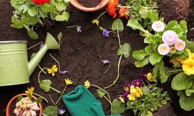 Jardinagem- como cultivar plantas reduz estresse e ansiedade