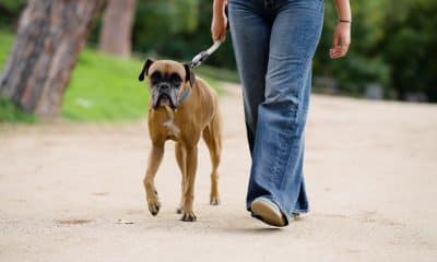 pessoa caminhando com cachorro em uma calçada arborizada ou parque, em ritmo tranquilo, com guia curta e postura relaxada.
