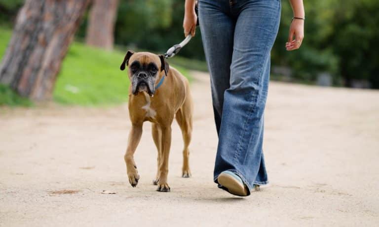 pessoa caminhando com cachorro em uma calçada arborizada ou parque, em ritmo tranquilo, com guia curta e postura relaxada.