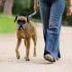 pessoa caminhando com cachorro em uma calçada arborizada ou parque, em ritmo tranquilo, com guia curta e postura relaxada.