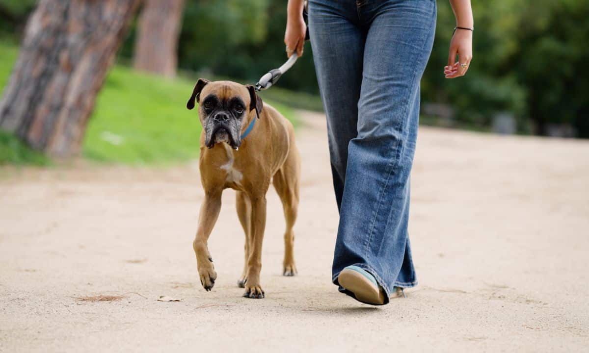 pessoa caminhando com cachorro em uma calçada arborizada ou parque, em ritmo tranquilo, com guia curta e postura relaxada.